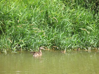 8. July 2114 walk.jpg